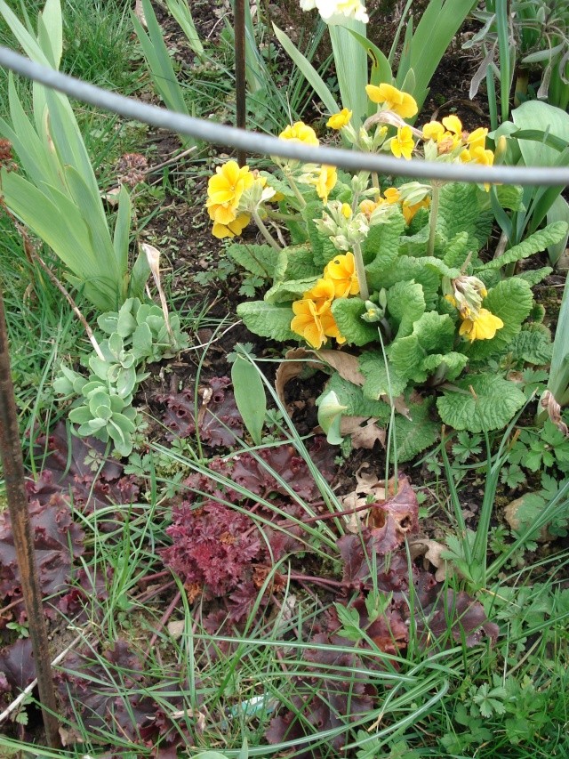 le jardin de Giroflée 2 Jardin45
