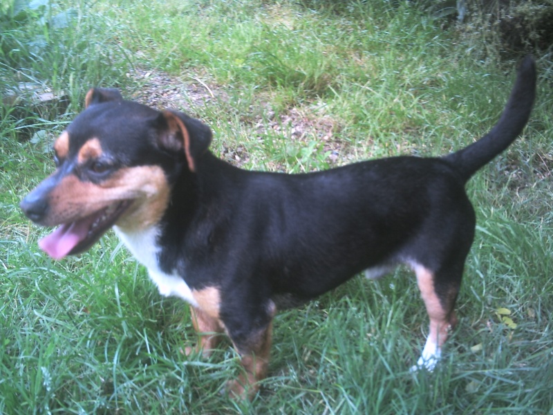Rico, Croisé Jack Russel/Teckel de 2 ans (Tabanac)
