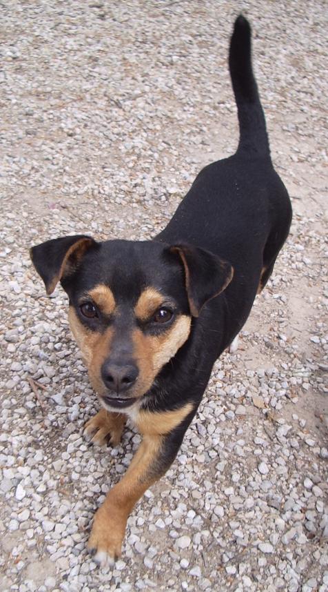 Rico, Croisé Jack Russel/Teckel de 2 ans (Tabanac) Rico10