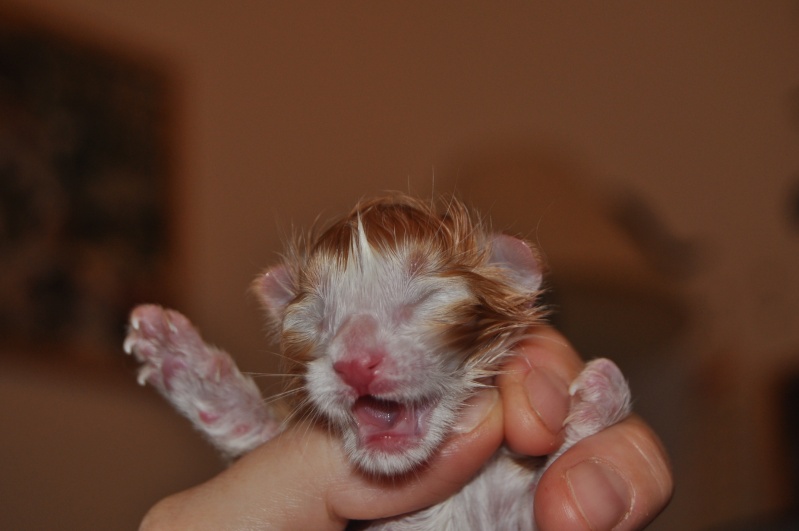 Les bébés de Douna et d'Eugen sont nés ! Gustav10