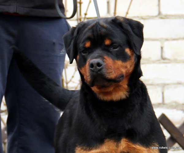 Beretta From House Rotvis - Rottweiler 8mon110