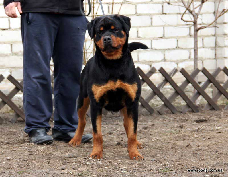 Beretta From House Rotvis - Rottweiler 8mon210