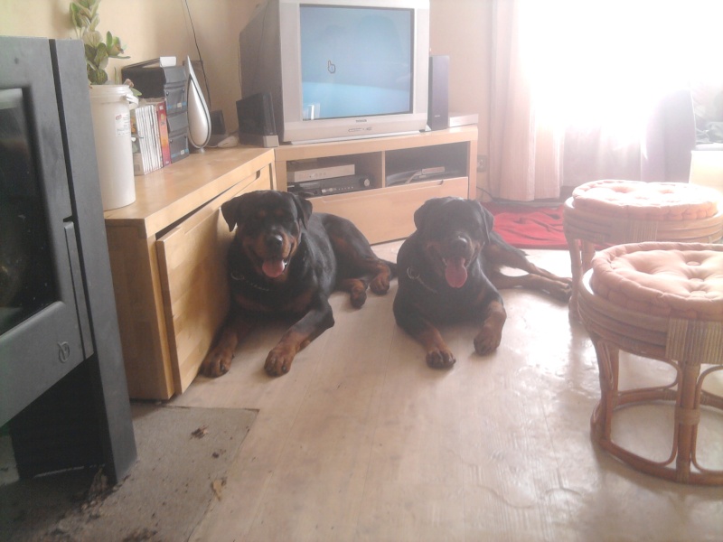 Femelle Rottweiler ADRK 2ans (44) Photo013