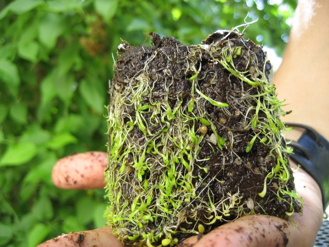 La culture des utriculaires 11050867