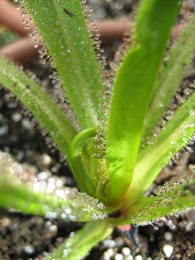 Drosera Regia 22060831