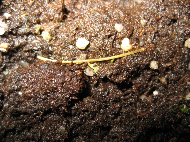 Drosera bouture Boutur10