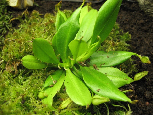 Nepenthes madagascariensis Madaga10