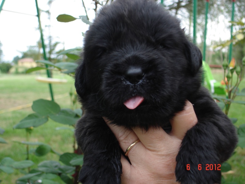 les bébés de Domino et Skippy sont nés Dsc04310