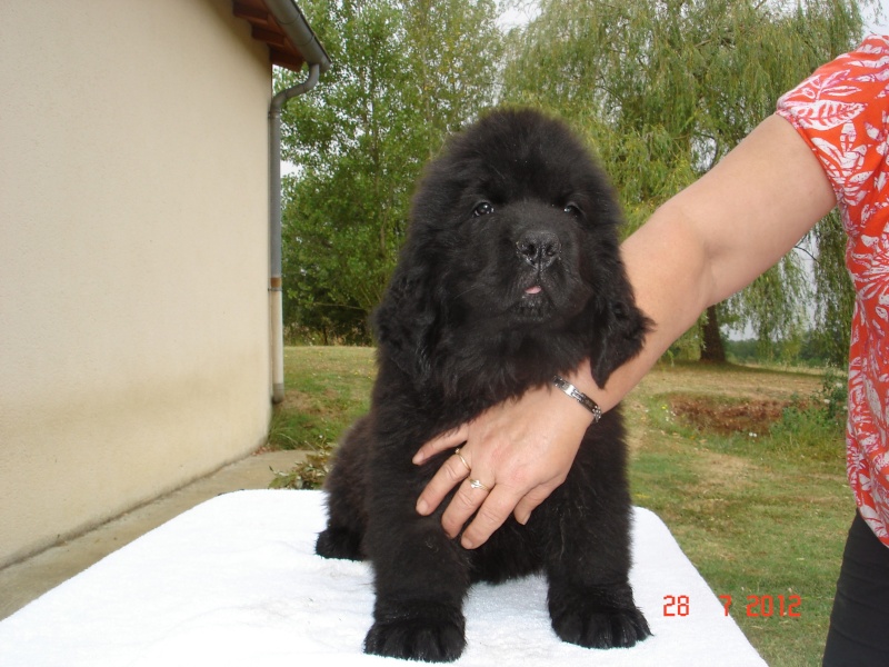 les bébés de Domino et Skippy sont nés Dsc04510