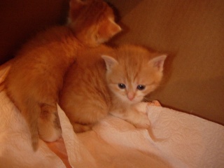 4 chatons nés le 1 Avril 2008 Dscn2910