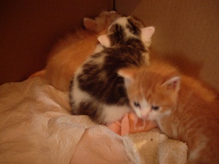 4 chatons nés le 1 Avril 2008 Dscn2912