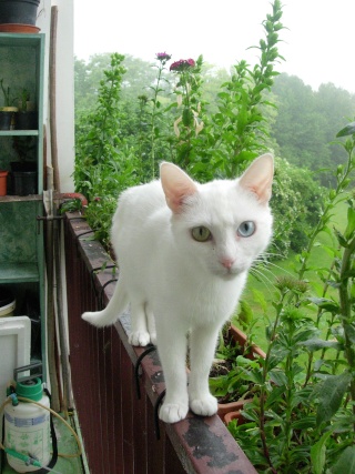 Lucie, chatte blanche aux yeux vérons Dscn3310