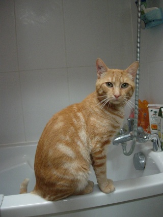 Roméo, magnifique chat roux d'un an (adopté) Dscn3511