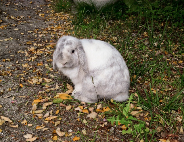 Album de Kumo et Yuka - Photos dans le jardin + Photo bonus p.8 - Page 5 P1200611