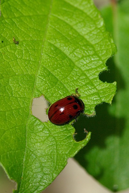 [Gonioctena sp]petit coléoptère à identifier Coleo10