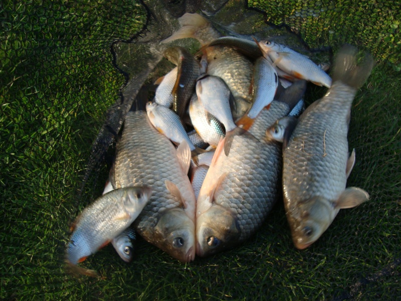 Quelques pêches de 2012 Dsc03710