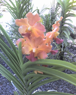 Quelques orchides Photo_11