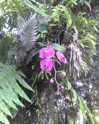 Quelques orchides Photo_12