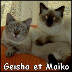 chats siamois/Birmans etc... trouvés sur le net - Page 4 Geisha10