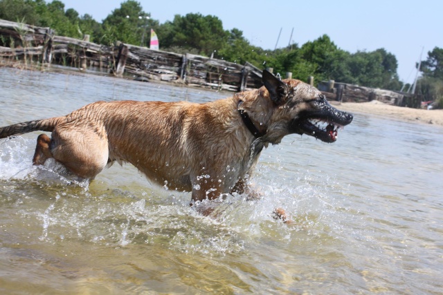 SR CH Dune Or Arrakis Des Croisades de Tyam berger belge malinois Concou12