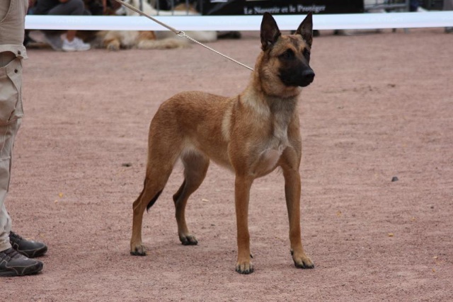 SR CH Dune Or Arrakis Des Croisades de Tyam berger belge malinois Img_8210