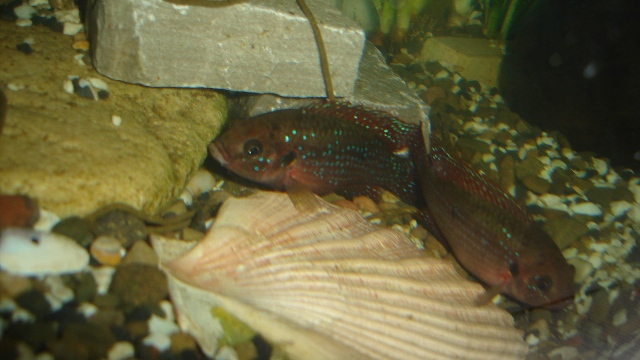 Hemichromis lifalili Dsc04412