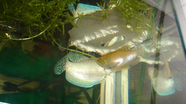 Nid de gourami! Dsc04415