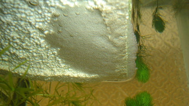gourami - Trichogaster leeri (gourami mosaïque) Dsc07111