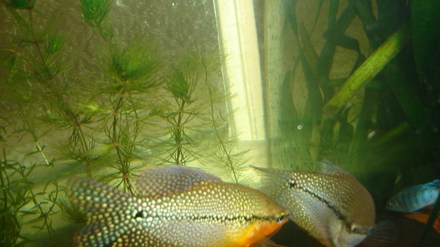 gourami - Trichogaster leeri (gourami mosaïque) Dsc07211