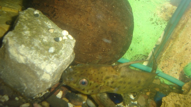 synodontis  couple ou pas!!! Dsc07213