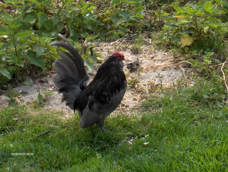 a vendre coq barbue d'anvers Hpim1518