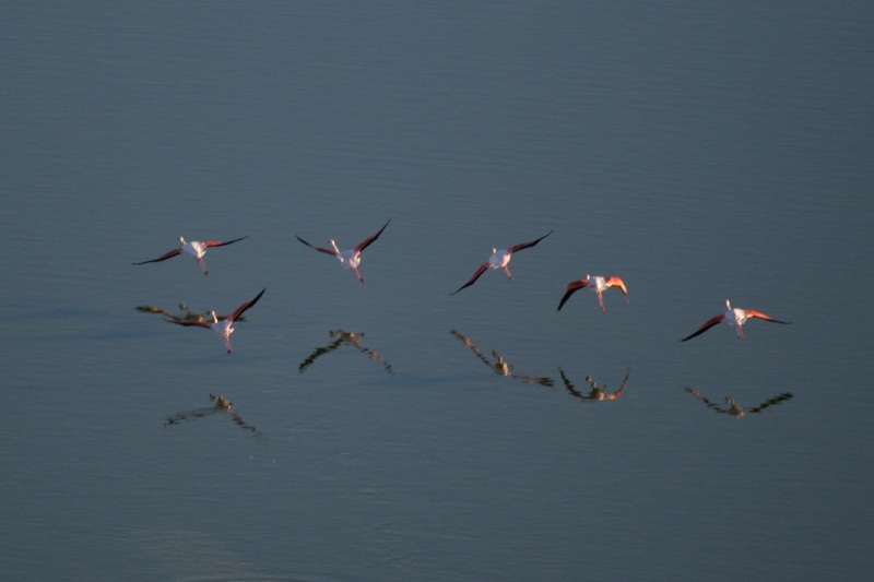 La Camargue Img_0610