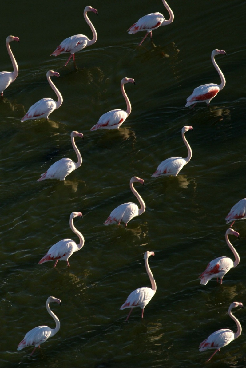 La Camargue Img_0710