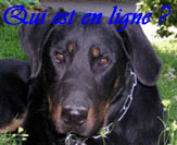 Qui est en ligne ?