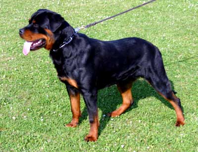 L'histoire et l'évolution du Rottweiler Ambass10