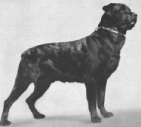 L'histoire et l'évolution du Rottweiler Holmes11