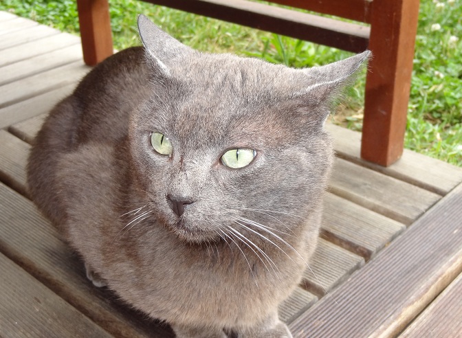 MURET_Trouvé chat mâle gris bleu non tatoué non stérilisé Fdsc0618