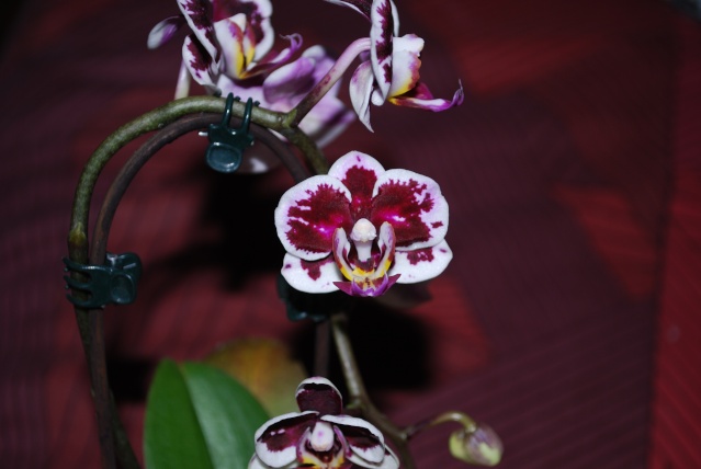 Les orchidées de Bev' Dsc_0056
