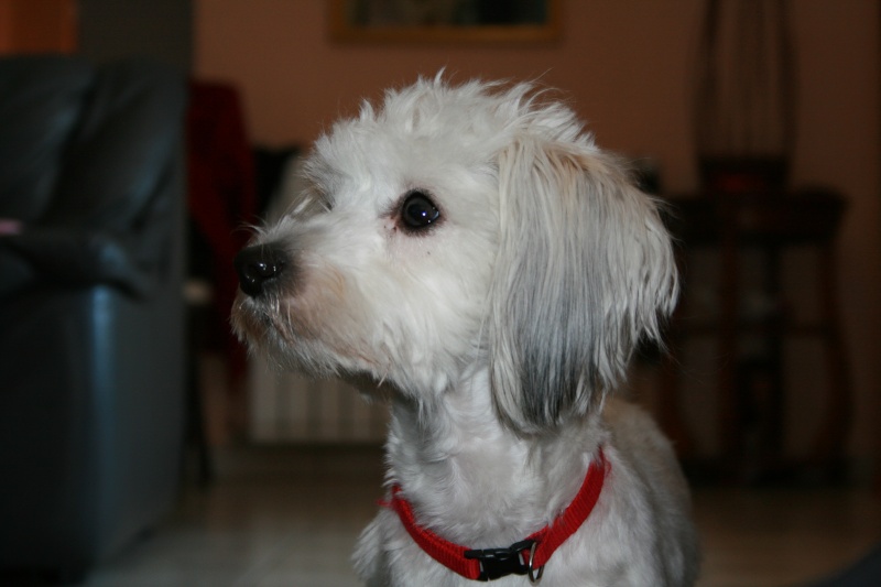 Ma chienne Img_0116