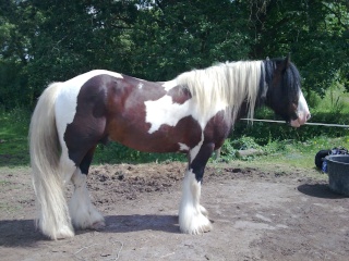 Etalon irish cob dans le 44 Photo011