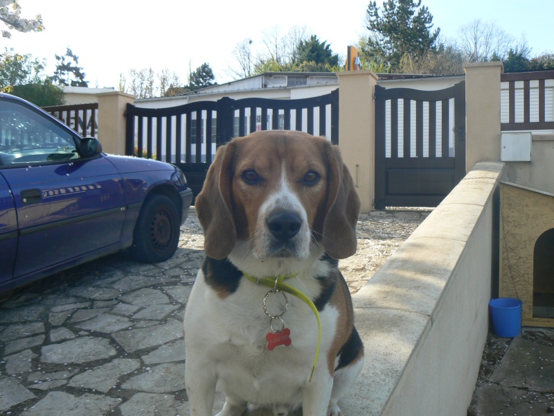 DUCKY, beagle mâle, 4 ans (94) P1120710