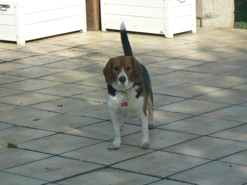 DUCKY, beagle mâle, 4 ans (94) P1120711
