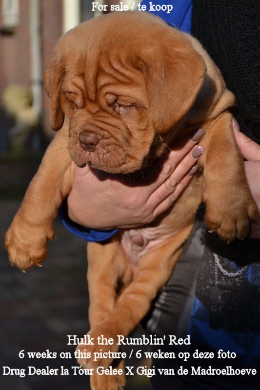 Puppies available from Drug Dealer la Tour Gelee X Gigi van de Madroelhoeve Hulk_212