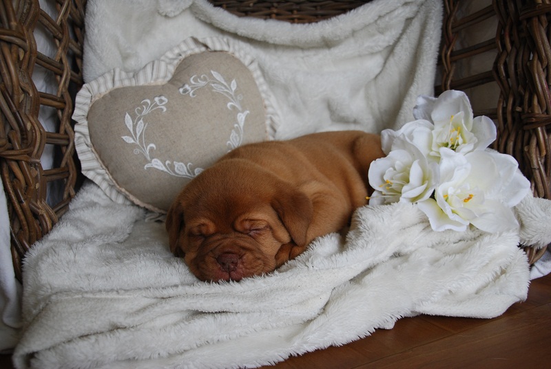 Maya x Jaffa pups at 5 weeks old. Red11