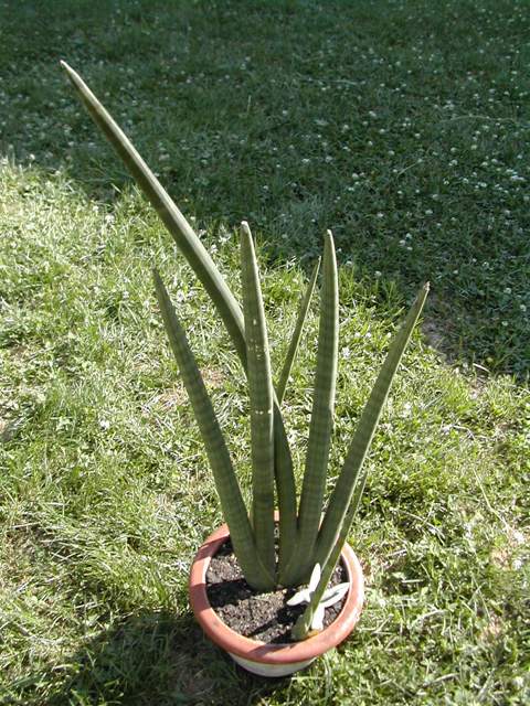 sansevieria - Sansevieria francisii Sansev10