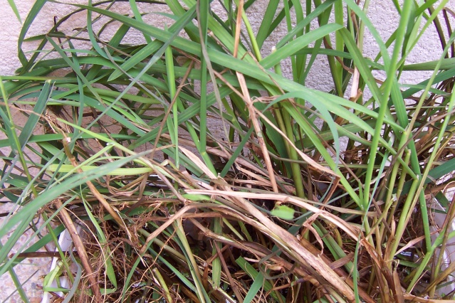 Plante aqua vs Bambou 00211