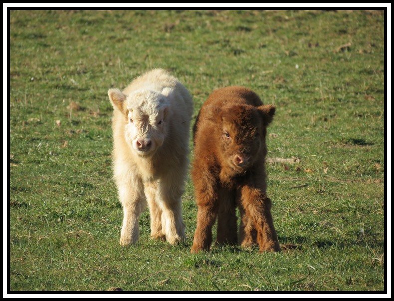 les naissances de noël Photo_40