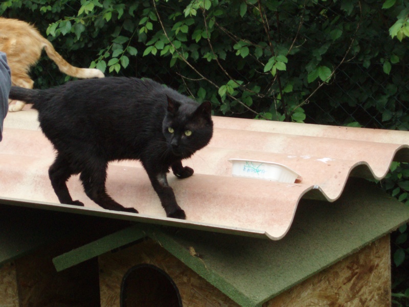 SOS Besoin de vos lumières pour chat FIV très malade 10 ans - Page 3 P5310015