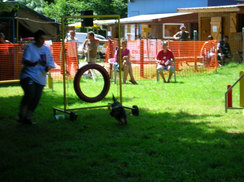 Premier concours d'agility pour Boontie Dscn1718