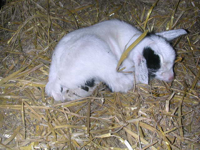 chacha et ses 3 bébés Bebe_c11